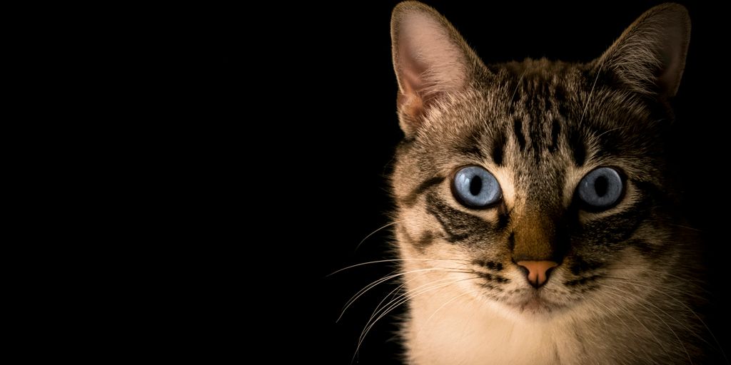 Tips for calming hyperactive cats