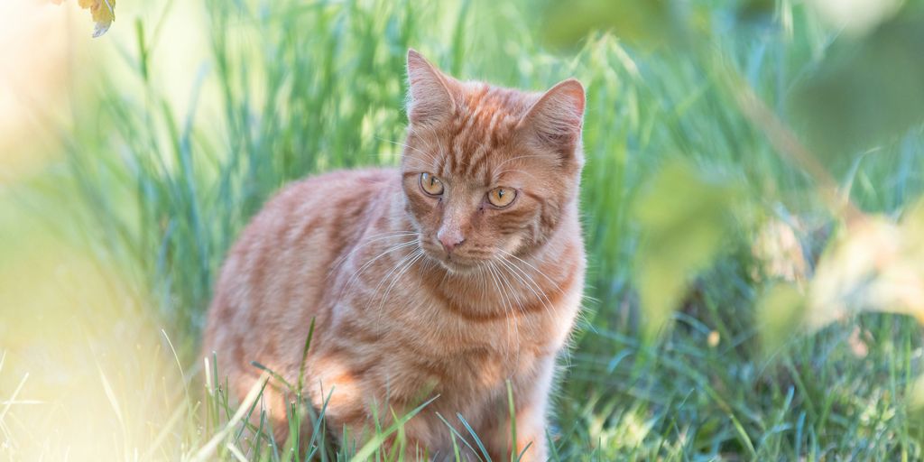 Cat-friendly yard mole prevention tips