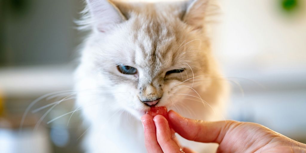 Cat taking a treat from a person's hand, illustrating whether cats can eat vanilla