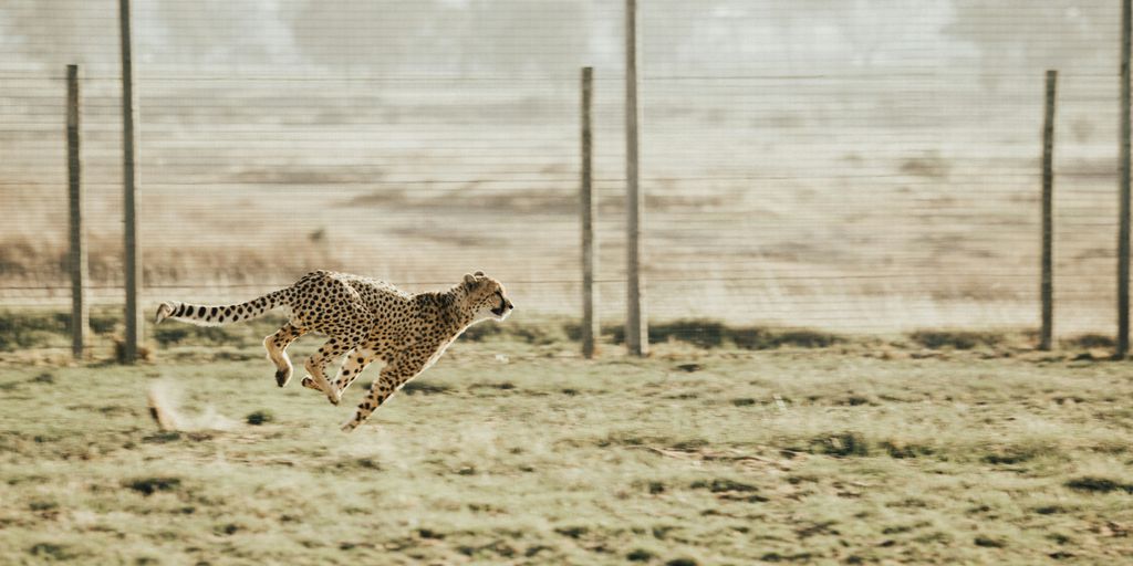 Cheetah running across a grassy field, for an article on big cat bite force