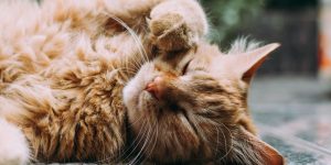 How Do Cats Know to Use the Litter Box? Understanding Feline Instincts