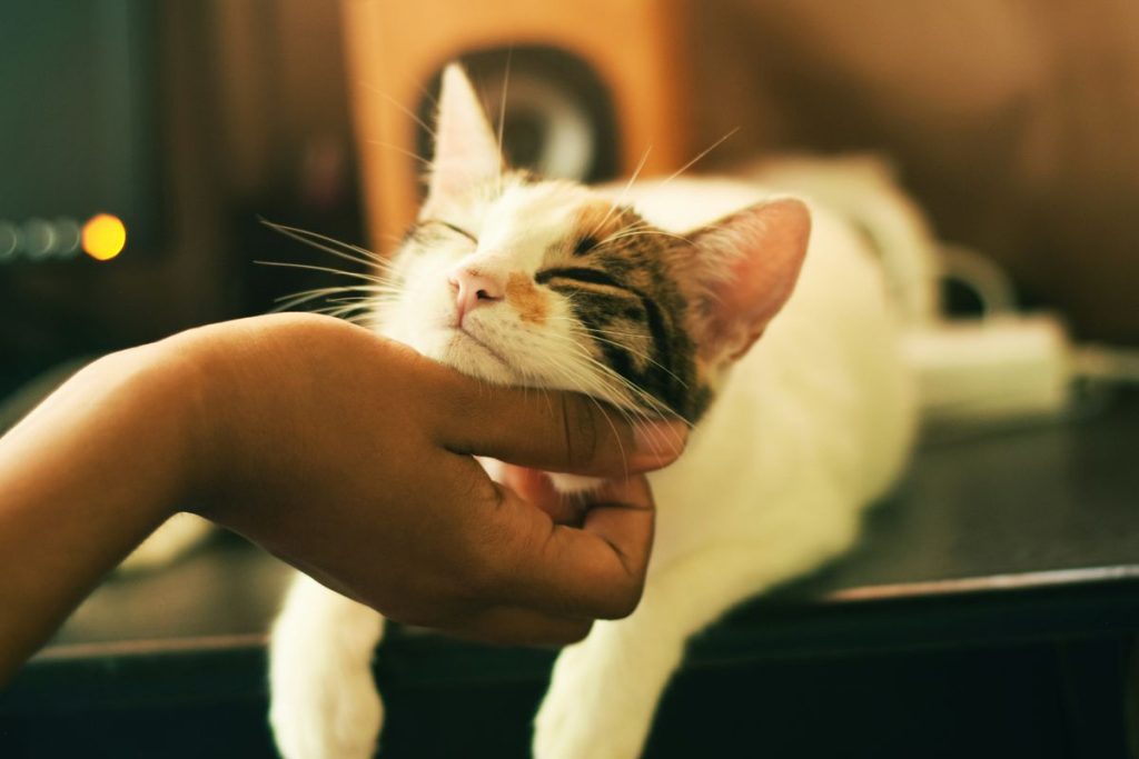 Calico-patterned cat being petted, for an article on dilute tortie cats