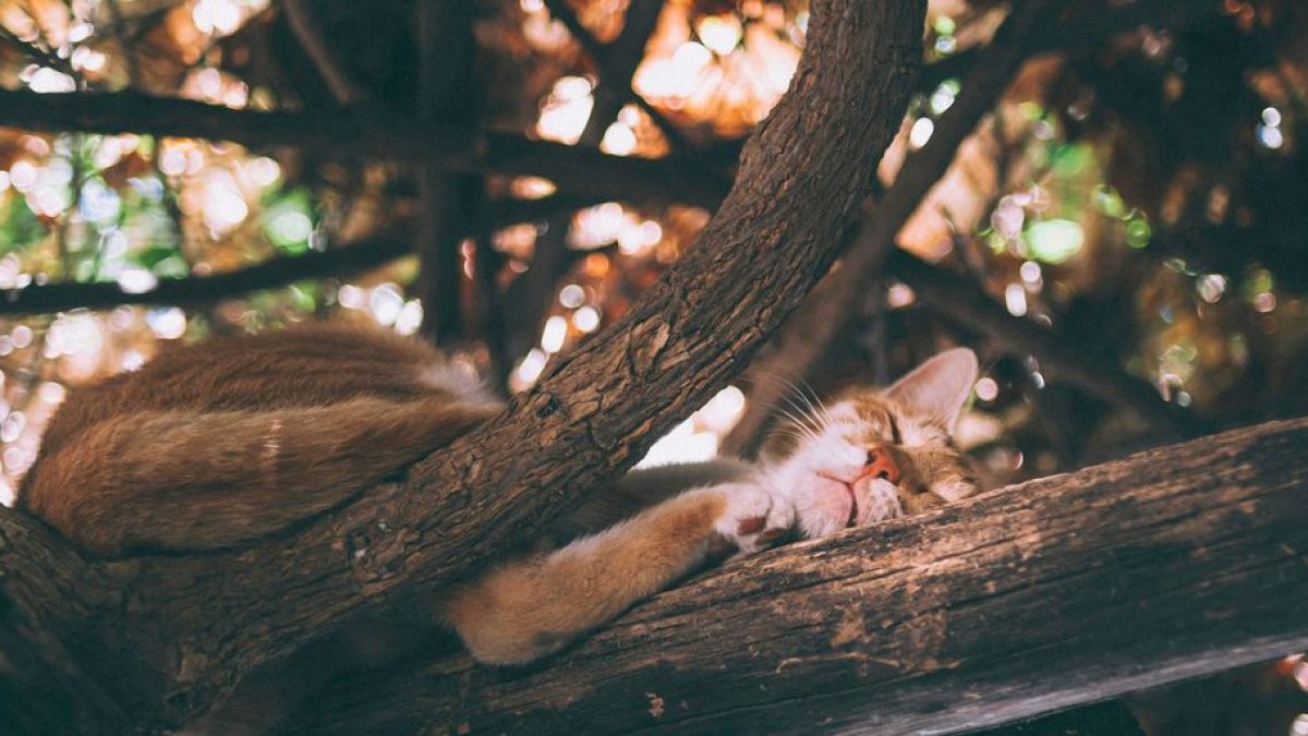Timing Is Everything: Can You Spay a Cat in Heat?