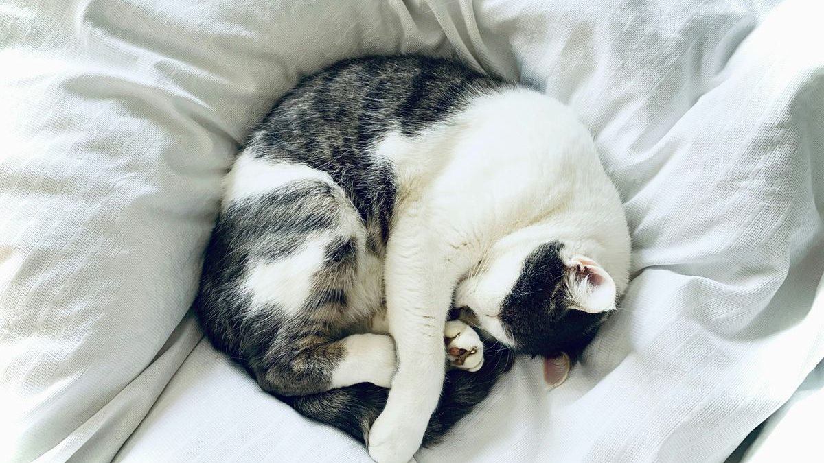To Snuggle or Not: Should Your Cat Sleep with You?