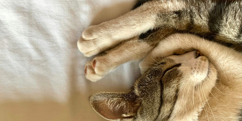 Tabby sleeping paws cat