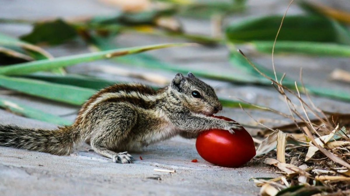 Tomato Query: Is It Safe for Cats to Eat Tomatoes?