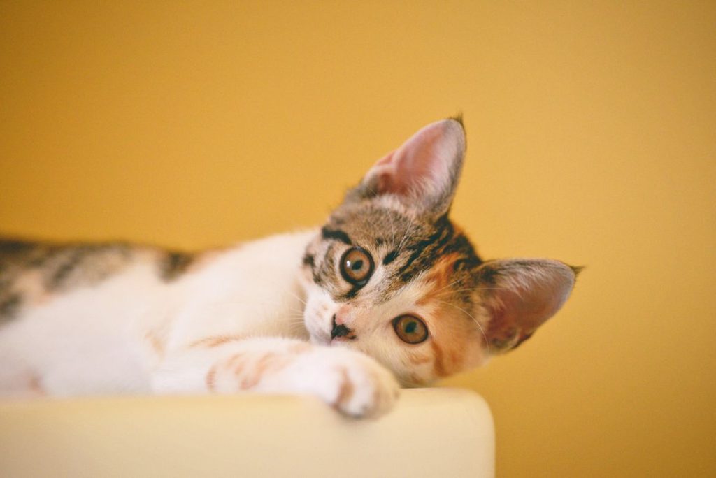 Kitten calico white