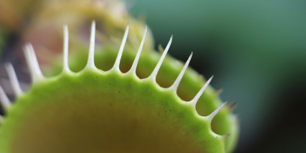 Venus flytrap plant
