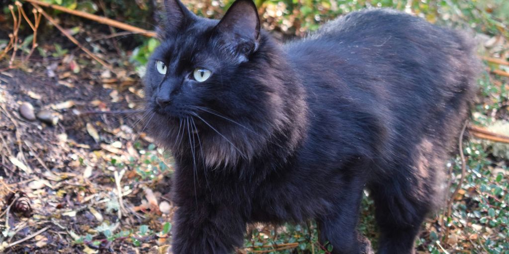 Black longhair outdoor cat