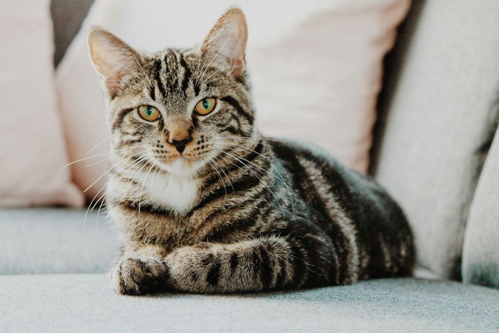 Tabby sitting sofa cat