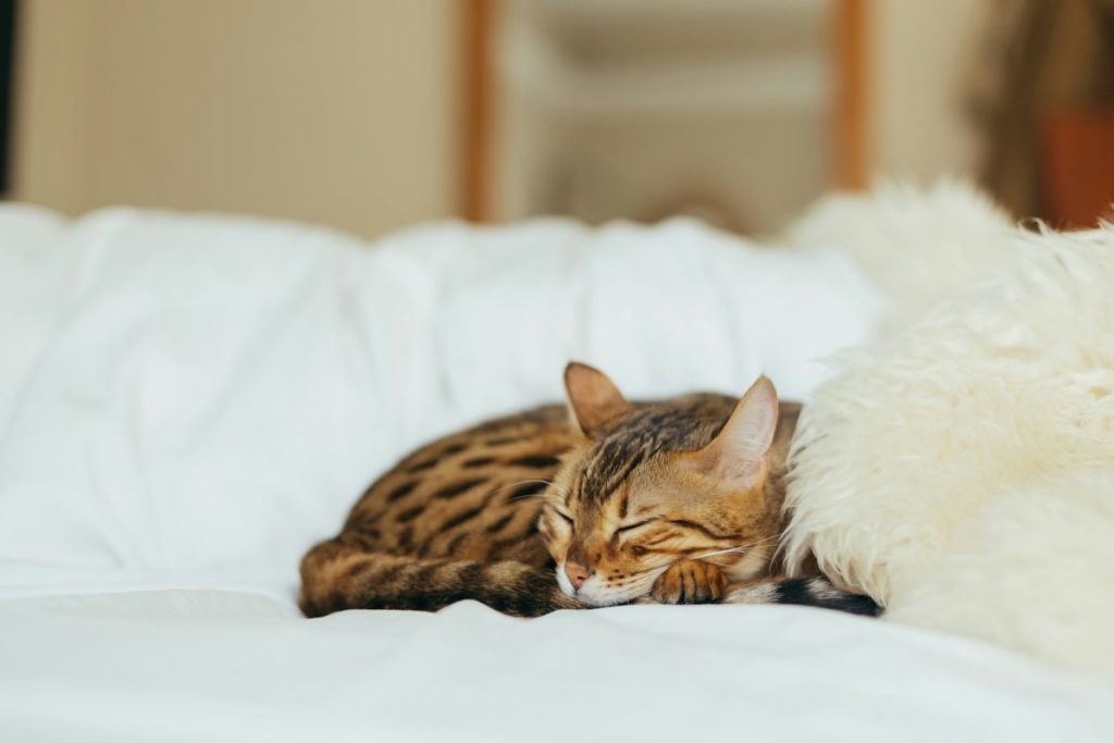 Tabby sleeping bed cat