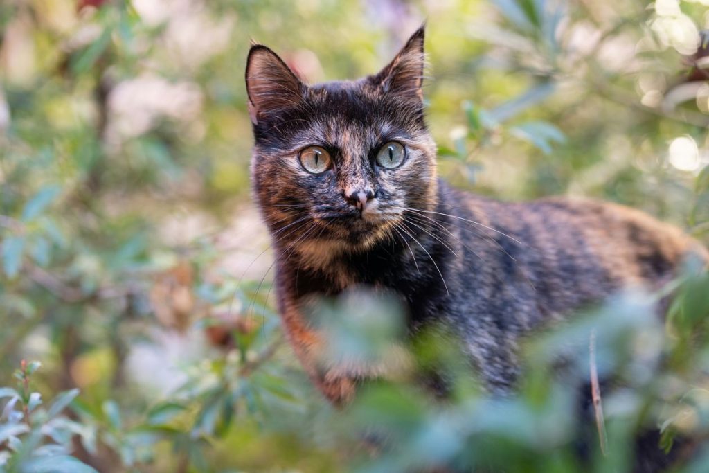 Tortoiseshell tortie outdoor flowers cat
