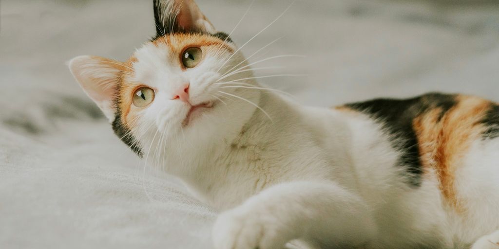 Calico white lying cat