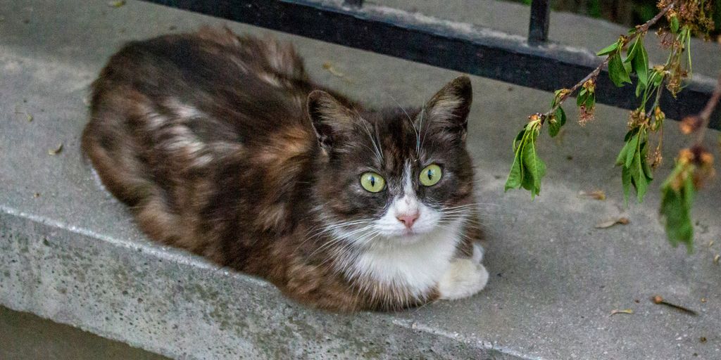 Calico tortoiseshell tortie lying cat