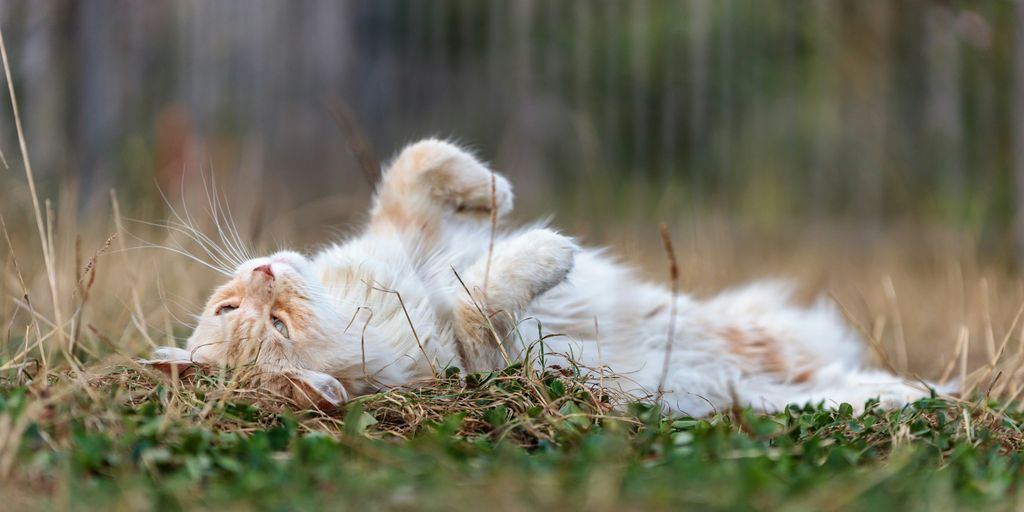 White lying grass outdoor cat