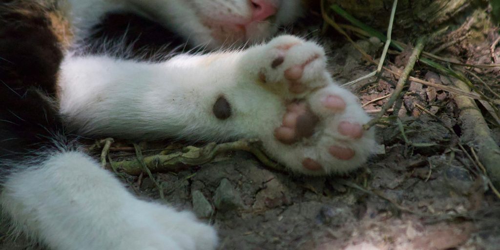 Cat paws