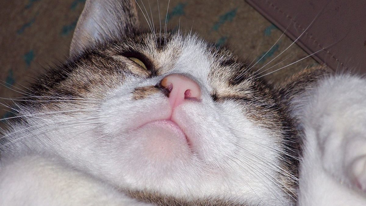 Understanding Your Cat’s Endocrine System: A Guide