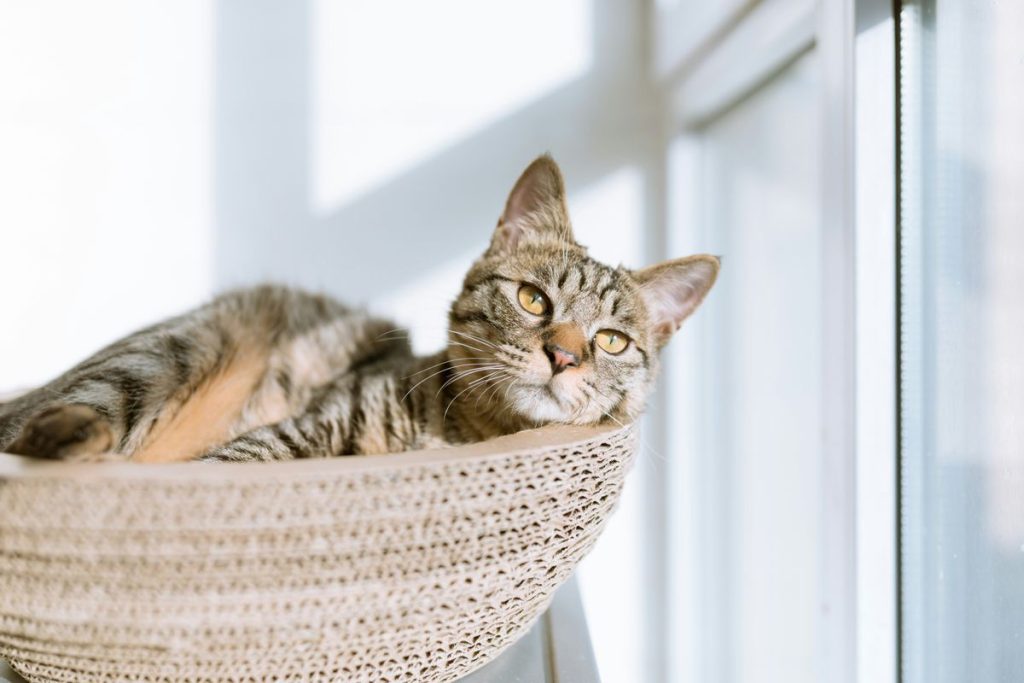 Tabby basket relaxing cat