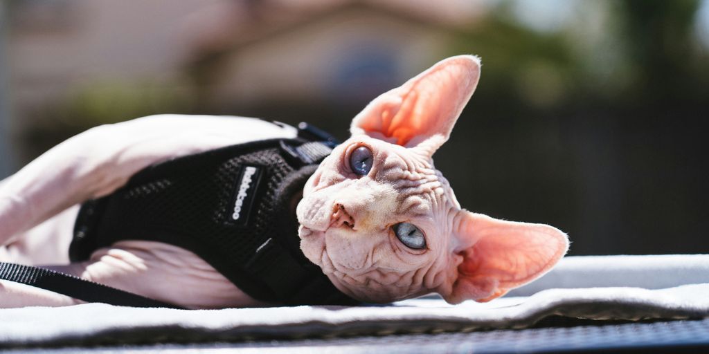 Sphynx hairless sweater cat