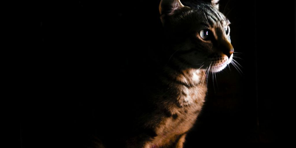 Black dark profile cat