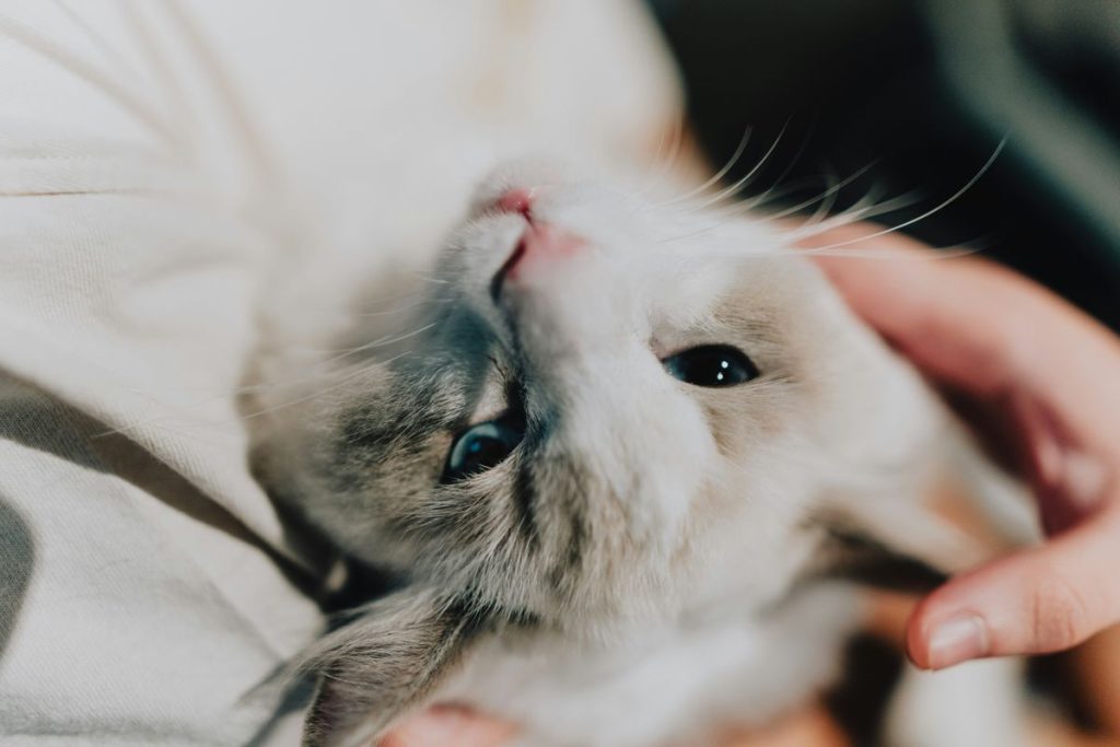 White kitten lying
