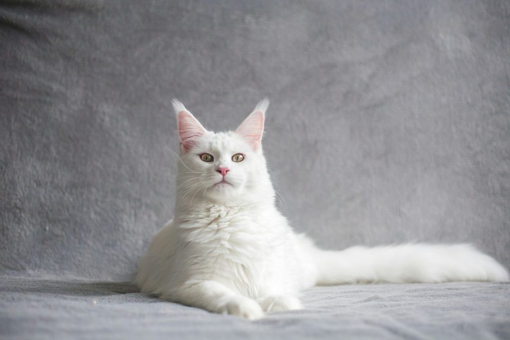 White longhair turkish angora sitting cat