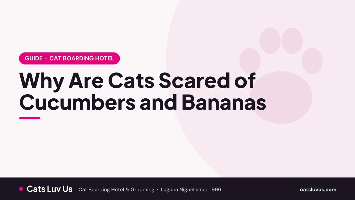 Why Are Cats Scared of Cucumbers and Bananas