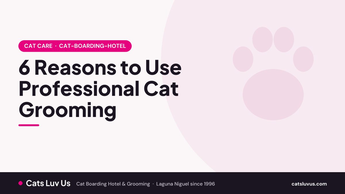 Professional cat grooming