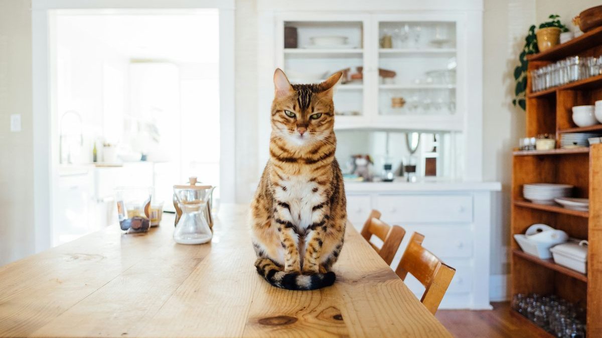 Why Cats Knock Things Over: Exploring Feline Behavior