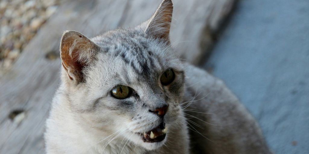 Gray grey tabby white hissing cat