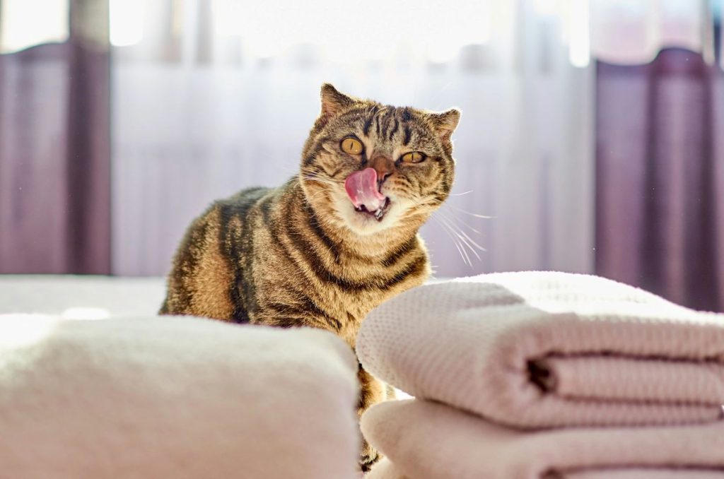 Tabby yawning towels cat