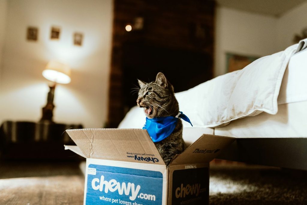 Tabby box chewy cat