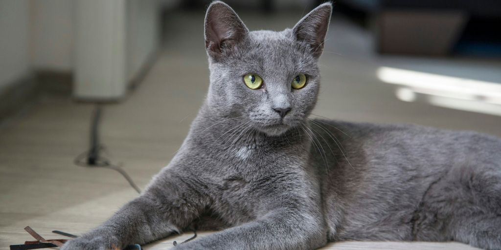 Gray grey russian blue lying cat