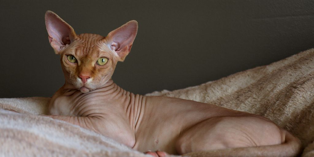 Sphynx hairless lying cat