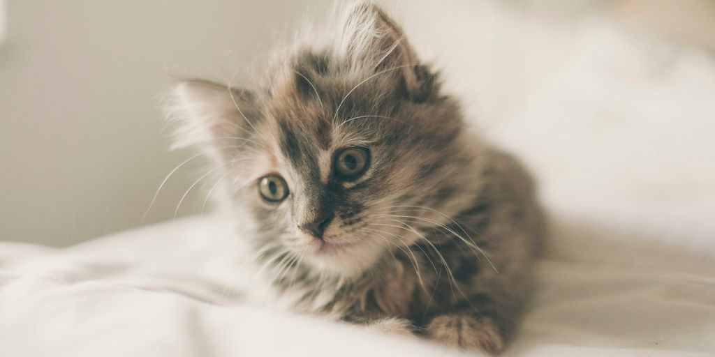 Kitten tabby fluffy