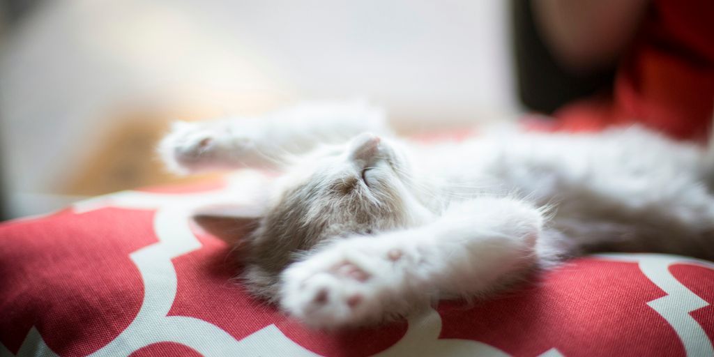 Tabby white playing lying cat