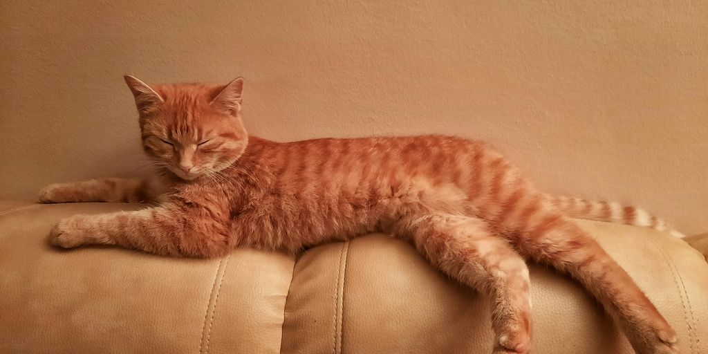 Orange ginger lying cat