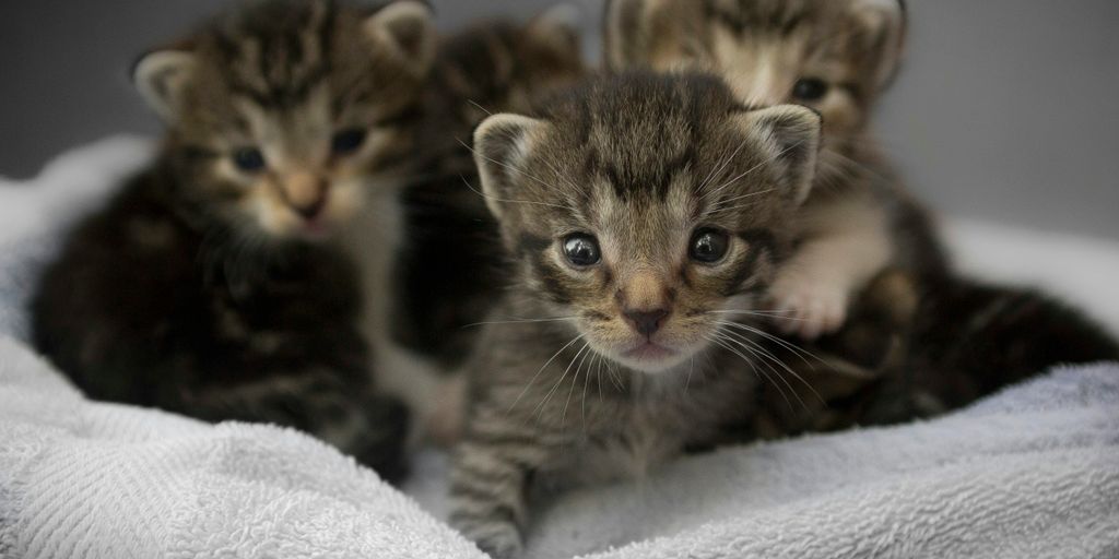Tabby kittens bed