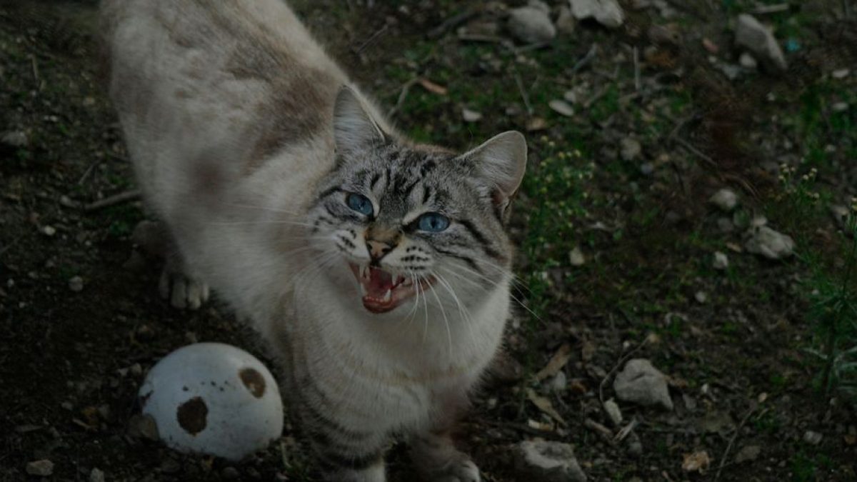 Why Is My Cat’s Meow Suddenly Hoarse? Exploring Changes in Feline Vocalization