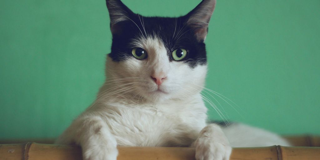 Black white tuxedo cat