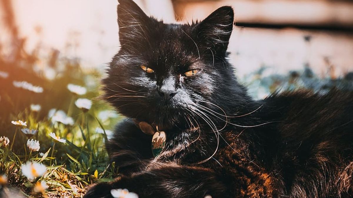 Will Cayenne Pepper Keep Cats Away? Effective Deterrents