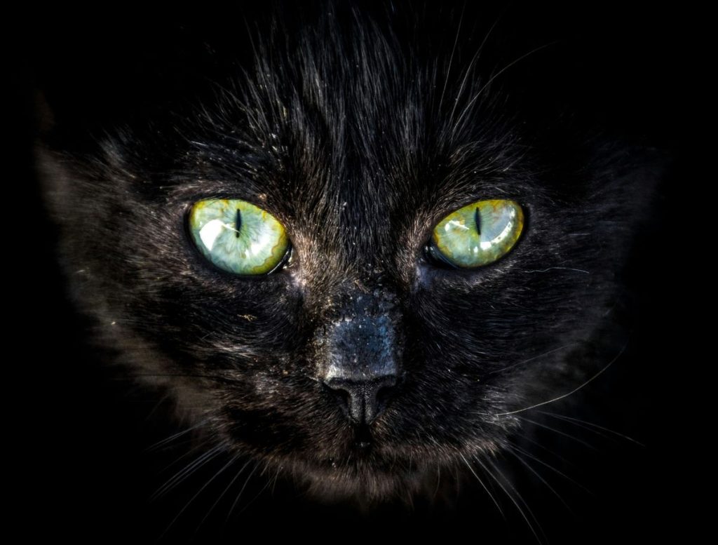 Black green eyes cat