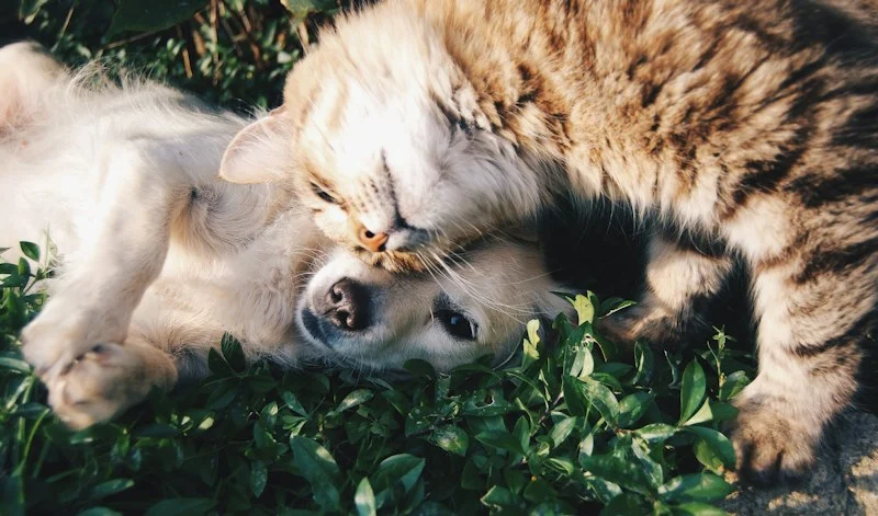 Pet owner