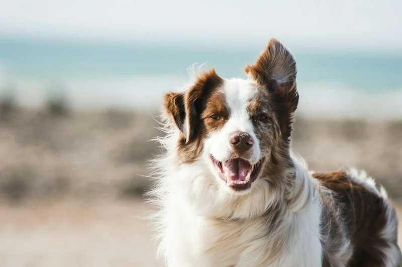 Dog at veterinarian for Cat Insurance Age Limits