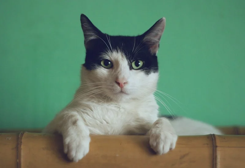 Cat care